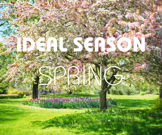 Exploring the Spring Fragrance Collection