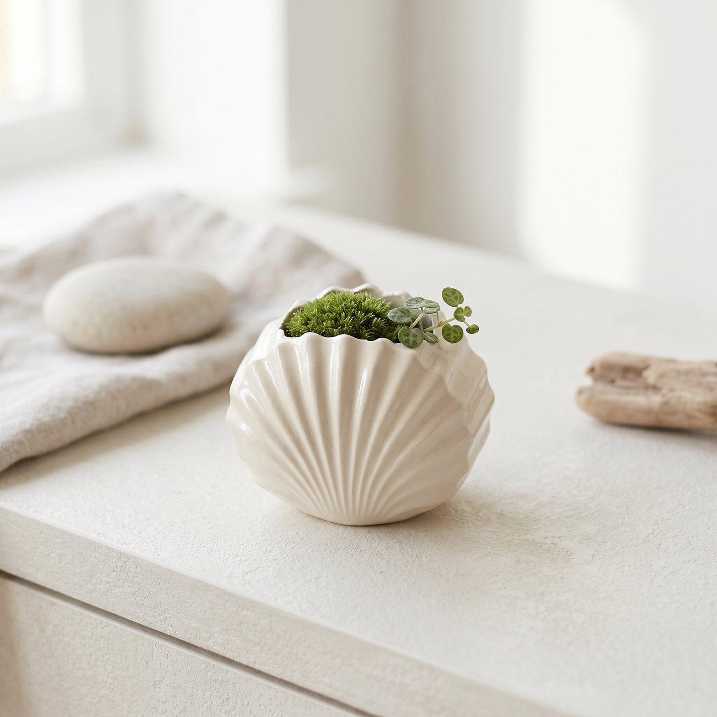 Mini Clam Shell Planter | Decorative Bowls | SUNSUM-X480 | coastal shelf with tiny moss | Sunsum®